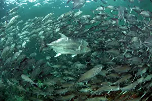 Shoaling: Giant Trevally in front of school of Bigeye Trevally