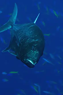 Caranx: Giant Trevally - with school of fusiliers in background