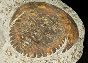 Trilobite: Giant Trilobite Fossil