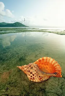 Triton: GIANT TRITON SHELL