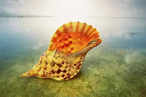 Triton: Giant Triton / Trumpet Shell - at waterIs edge - Fiji