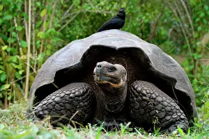 Geochelone: Giant turtle (Chelonoidis elephantopus) in the g