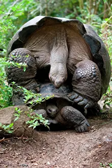 Geochelone: Two giant turtles (Chelonoidis elephantopus) mat