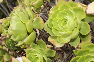 Rosette: Giant velvet rose or Tree aeonium (Aeonium canariense)