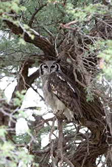 Verreauxs: Giant / Verreaux's Eagle Owl - Roosting
