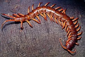 Centipedes: Giant Vietnamese Centipede