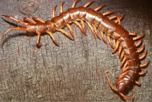 Centipedes: GIANT VIETNAMESE CENTIPEDE