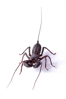Giganteus: Giant vinegarroon (Mastigoproctus giganteus) on