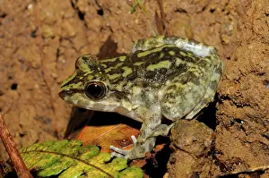 Visayan: Giant Visayan Frog