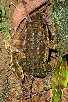 Visayan: Giant Visayan Frog