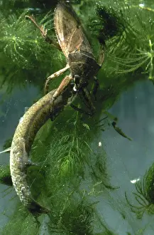 Hemipteran: Giant Water Bug