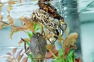 Nuture: Giant Water Bug - Hemiptera. Males carry eggs on back