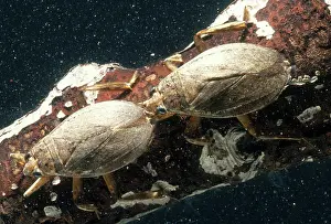 Hemipteran: Giant Water Bugs