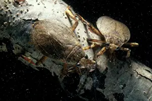 Hemipteran: Giant Water Bugs