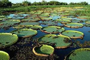 Regia: Giant Water Lily