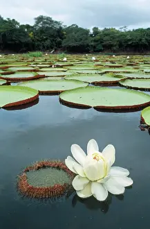 Waterlilies: Giant Water Lily