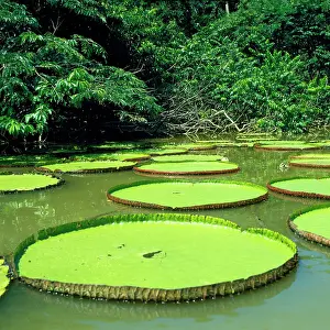 Waterlilies: Giant Water Lily