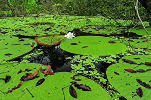 Pads: Giant Water Lily, flooded forest, Amazon, Mamiraua
