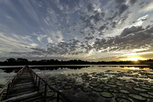 Pads: Giant Water Lily Pads with wooden pier at sunrise