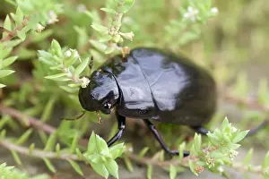 Triangularis: Giant Water Scavenger Beetle, Norfolk UK