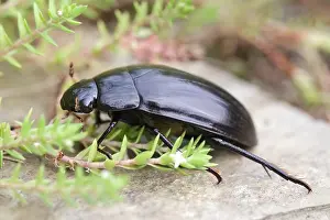 250417: Giant Water Scavenger Beetle, Norfolk UK