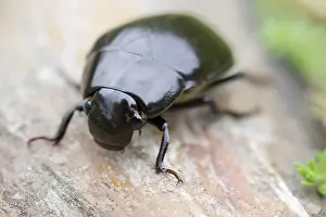 250417: Giant Water Scavenger Beetle, Norfolk UK