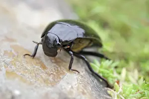 250417: Giant Water Scavenger Beetle, Norfolk UK