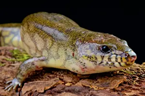 Reticulatus: Giant water skink (Amphiglossus reticulates), Maroantsetra