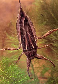 Breathing: Giant Waterbug