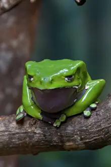 Waxy: Giant Waxy Monkey Frog