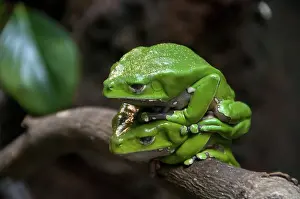 Waxy: Giant Waxy Monkey Frog