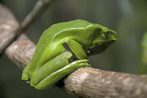 Waxy: Giant Waxy Monkey Frog