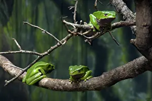 Waxy: Giant Waxy Monkey Frogs
