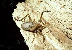 Rugosa: Giant Weta