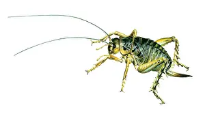 Heavy: The giant weta, a type of cricket, can weigh up