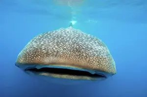 Typus: Giant whale shark (Rhincodon typus) swimming head-on