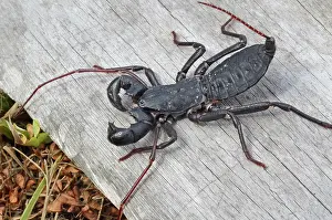 Grampus: Giant Whipscorpion