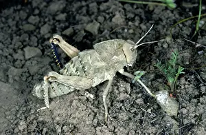 Grasshoppers: Giant Wingless Grasshopper