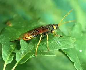 Gigas: Giant Wood Wasp