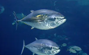 Yellowfin: Giant Yellowfin Tuna BU1629 Jeffrey Rotman / Science