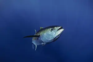 Pelagic: Giant Yellowfin Tuna BU1629 Jeffrey Rotman / Science Source