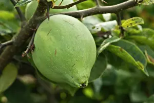 Chaenomeles: Giantchinesequince