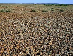 Gibber: Gibber / Stony desert Sturt National Park