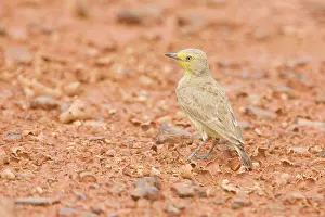 Chats: Gibberbird / Desert Chat