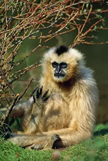 Gibbon: GIBBON - black / white cheeked