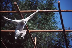 Agility: GIBBON - Brachiating