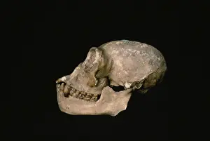 Hylobatidae: Gibbon skull