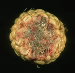 Problem: Giberella ear rot on corn