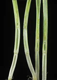 Acid: Giberellic acid effect on Barley plants