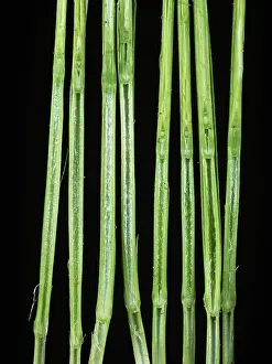 Acid: Giberellic acid effect on Wheat plants